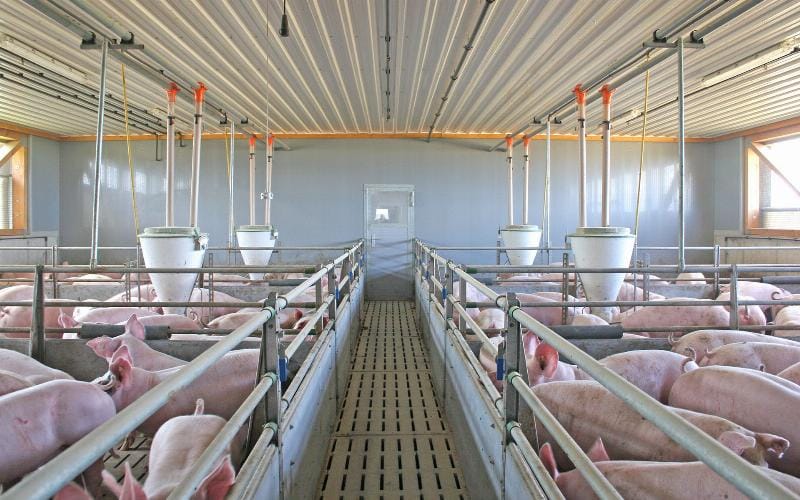 hệ thống xử lý nước thải chăn nuôi hiệu quả với các công nghệ tiên tiến